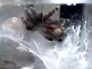 Avicularia versicolor