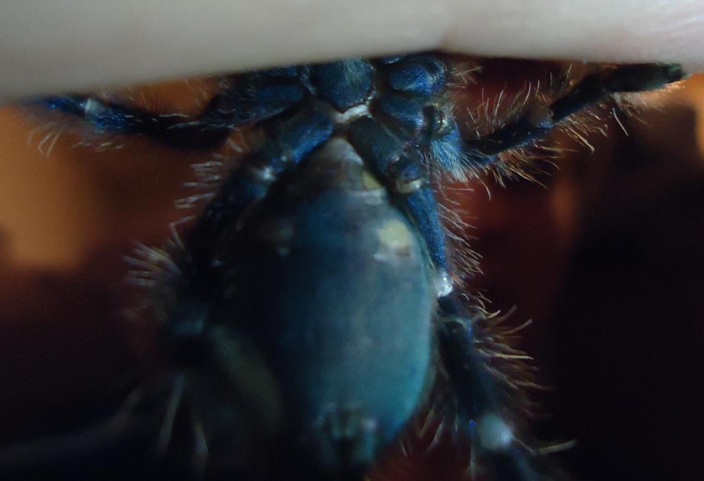 Avicularia Versicolor