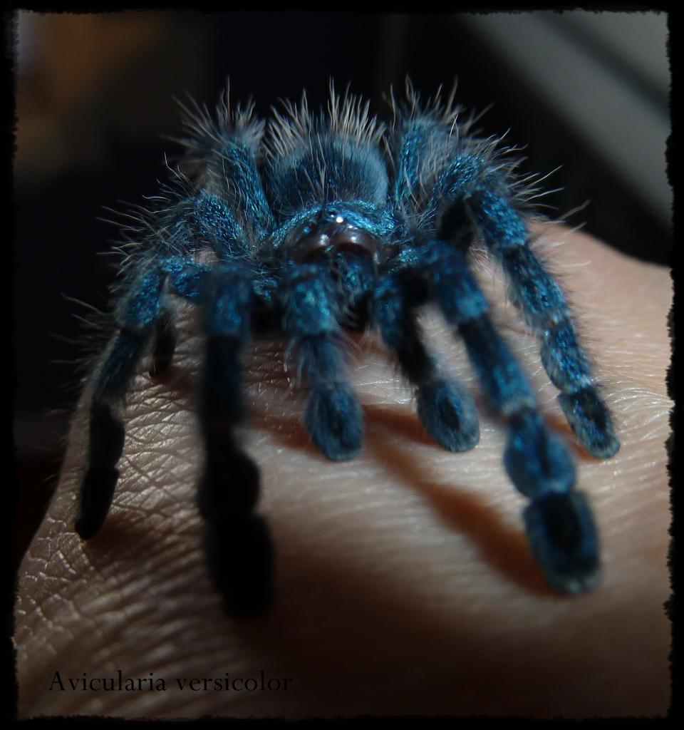 Avicularia Versicolor