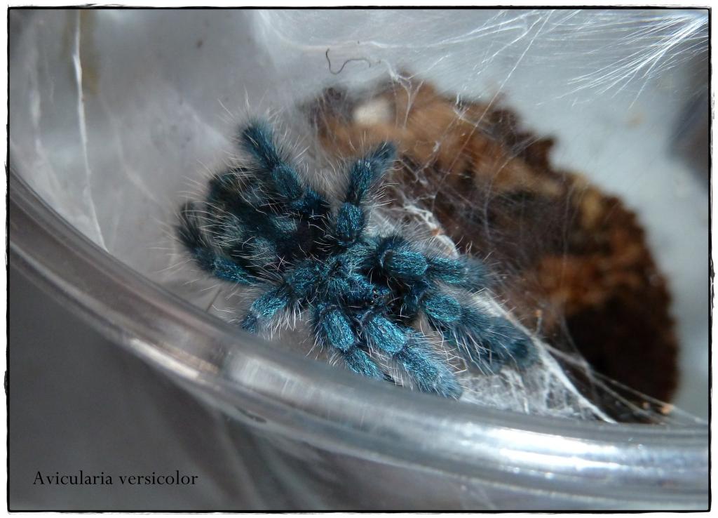 Avicularia Versicolor