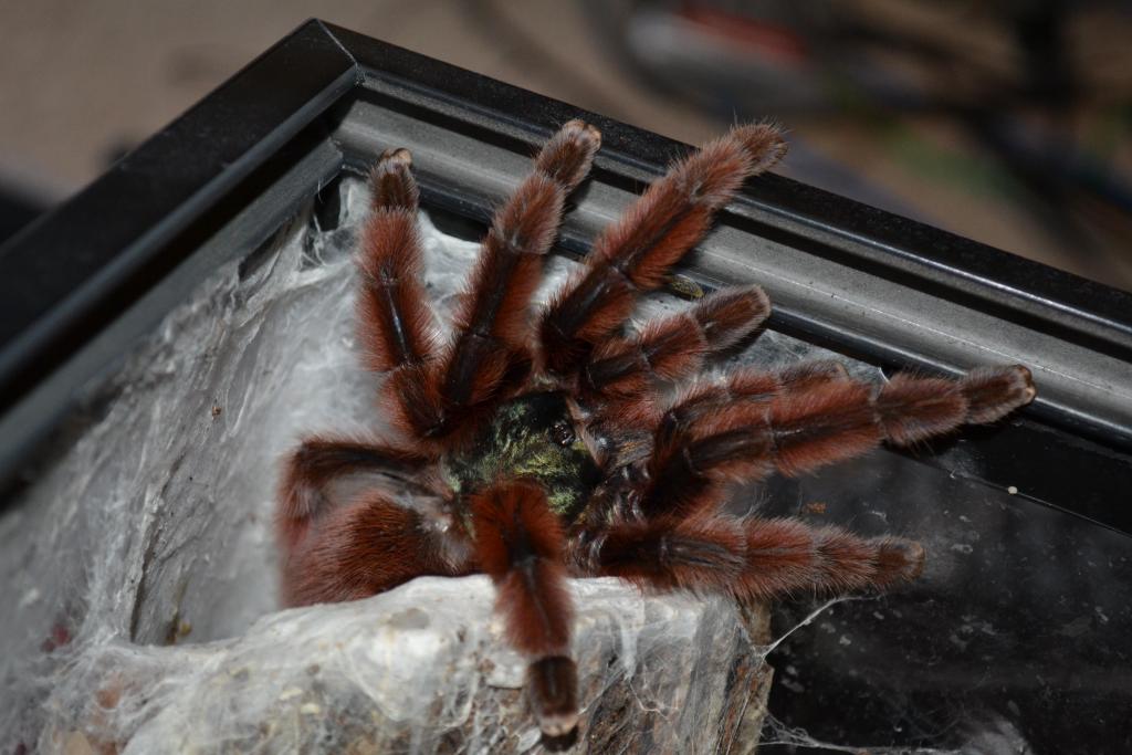 Avicularia Versicolor