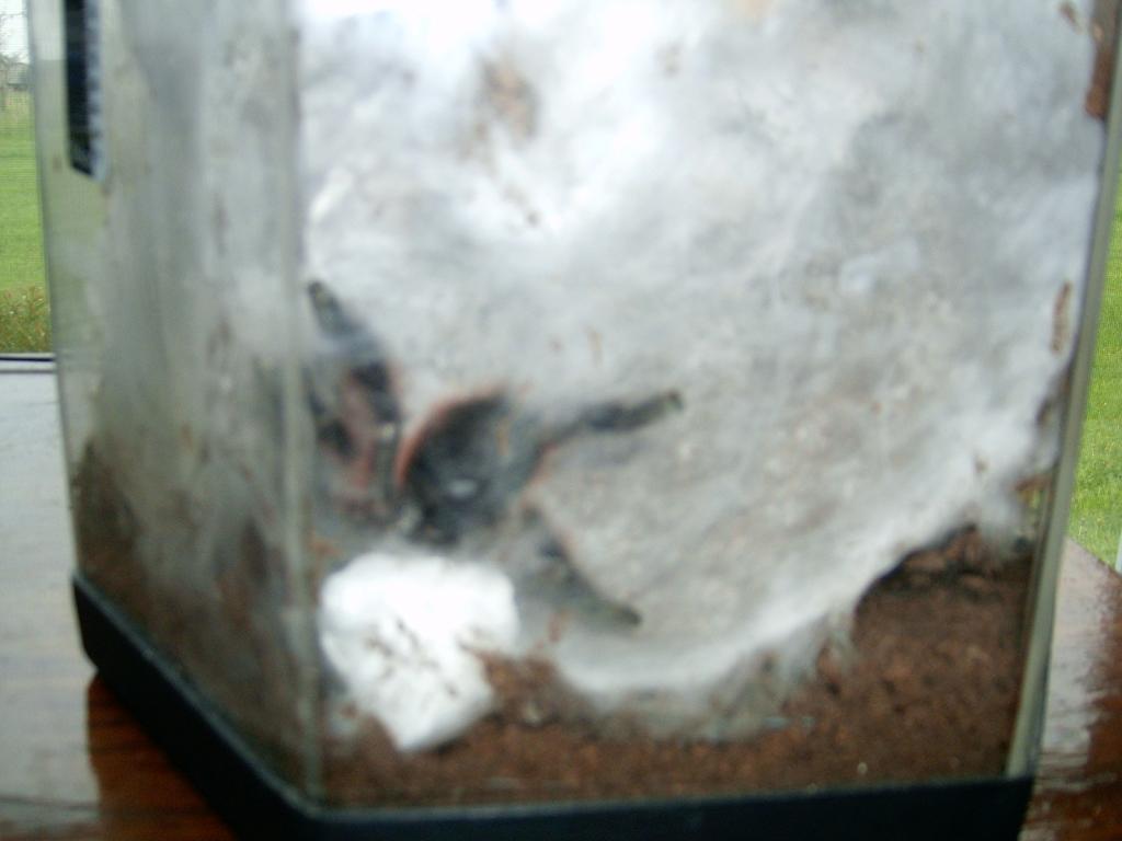 Avicularia Versicolor