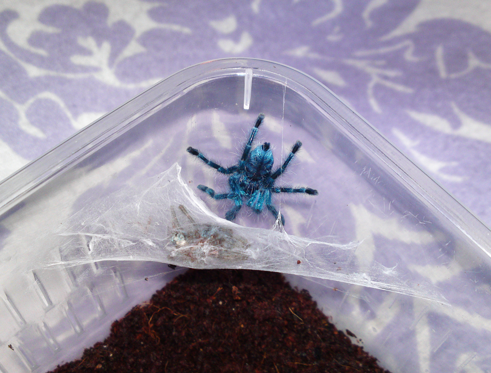 Avicularia Versicolor