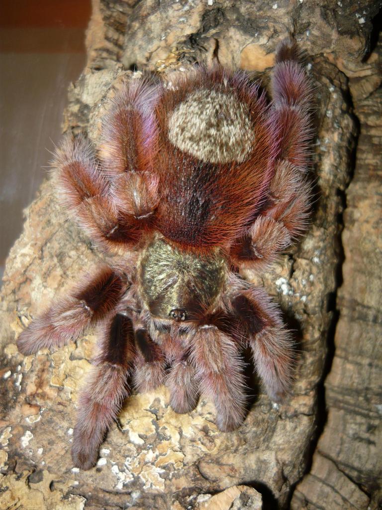 Avicularia versicolor