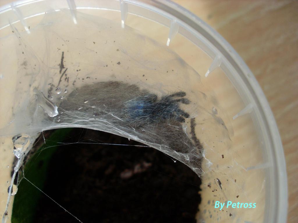 Avicularia versicolor