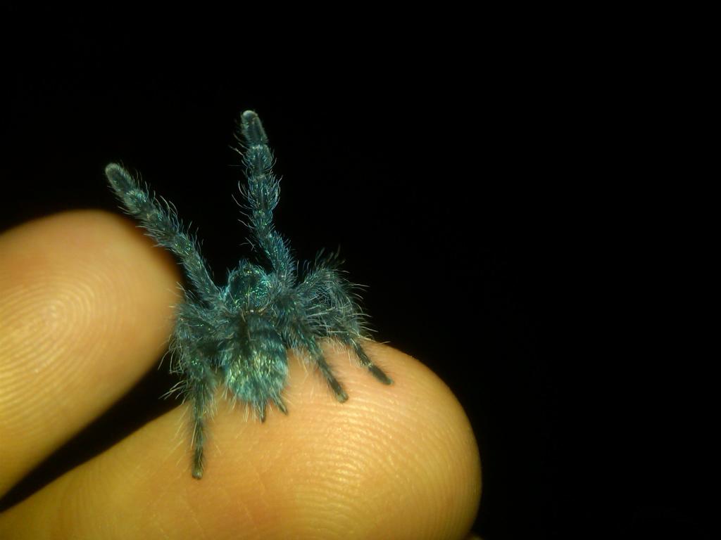 Avicularia versicolor