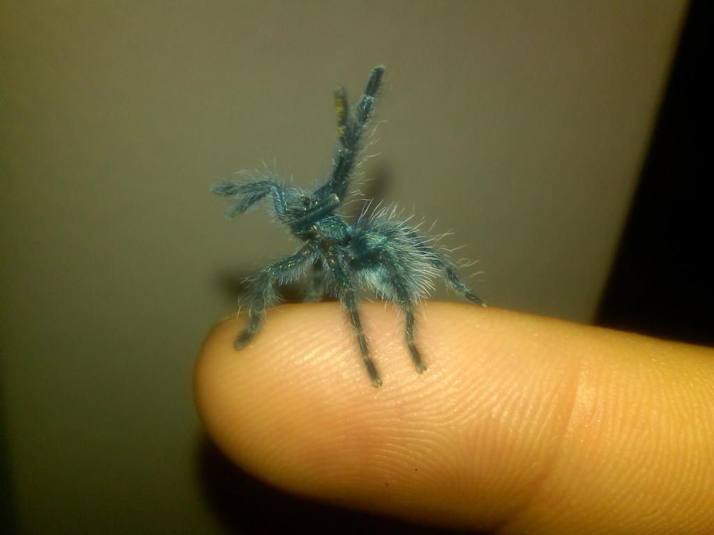 Avicularia versicolor