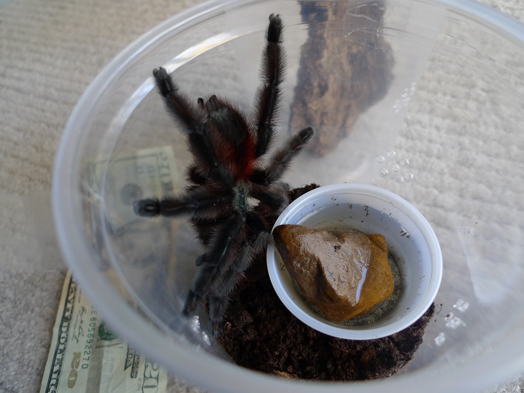 Avicularia versicolor