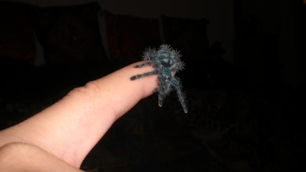 Avicularia versicolor