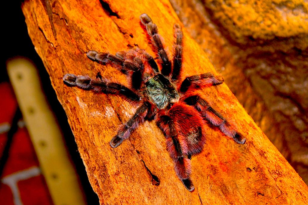 Avicularia versicolor