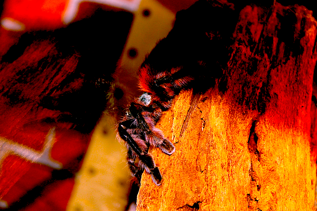 Avicularia versicolor