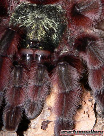 Avicularia versicolor