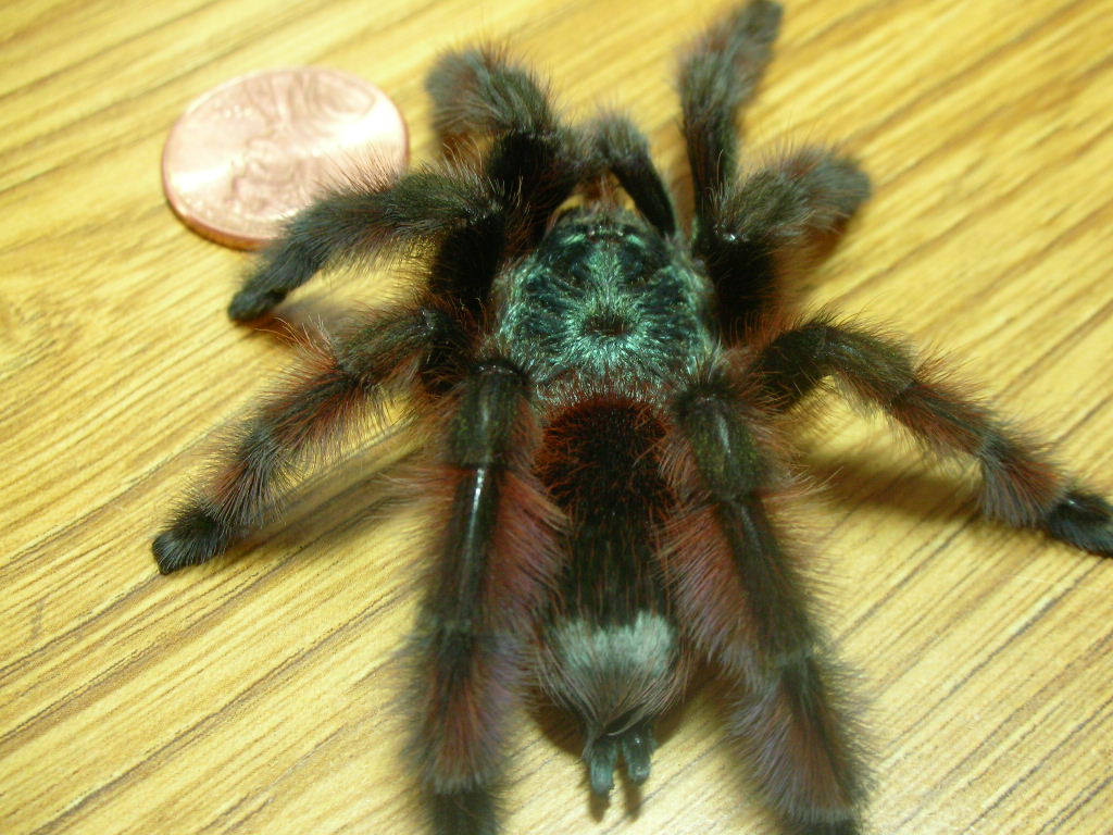 Avicularia versicolor