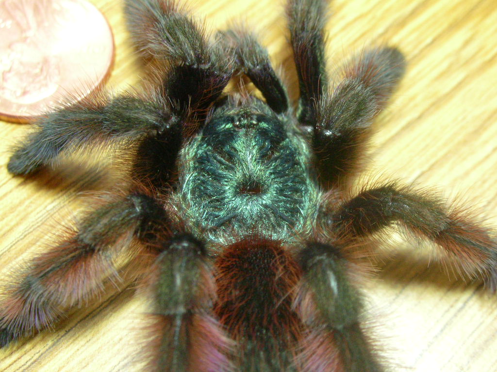 Avicularia versicolor