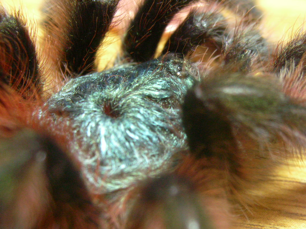 Avicularia versicolor