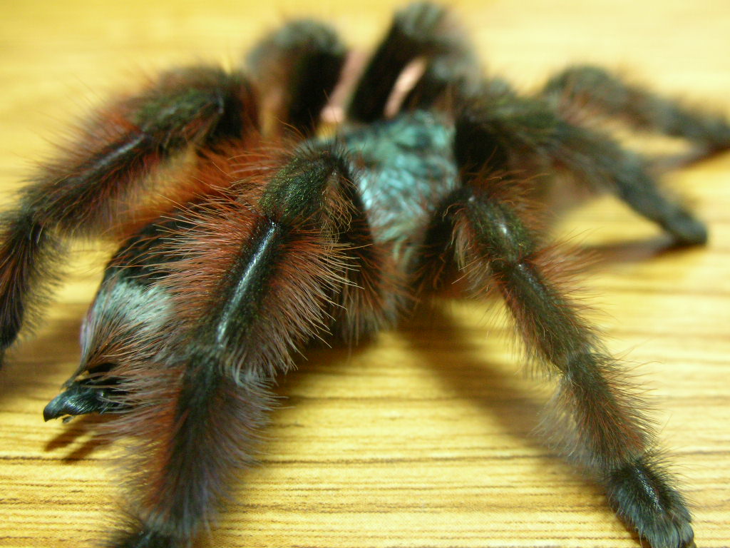 Avicularia versicolor