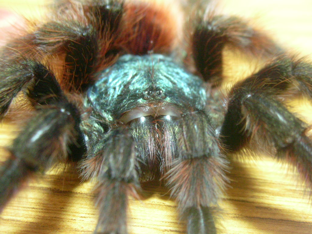 Avicularia versicolor