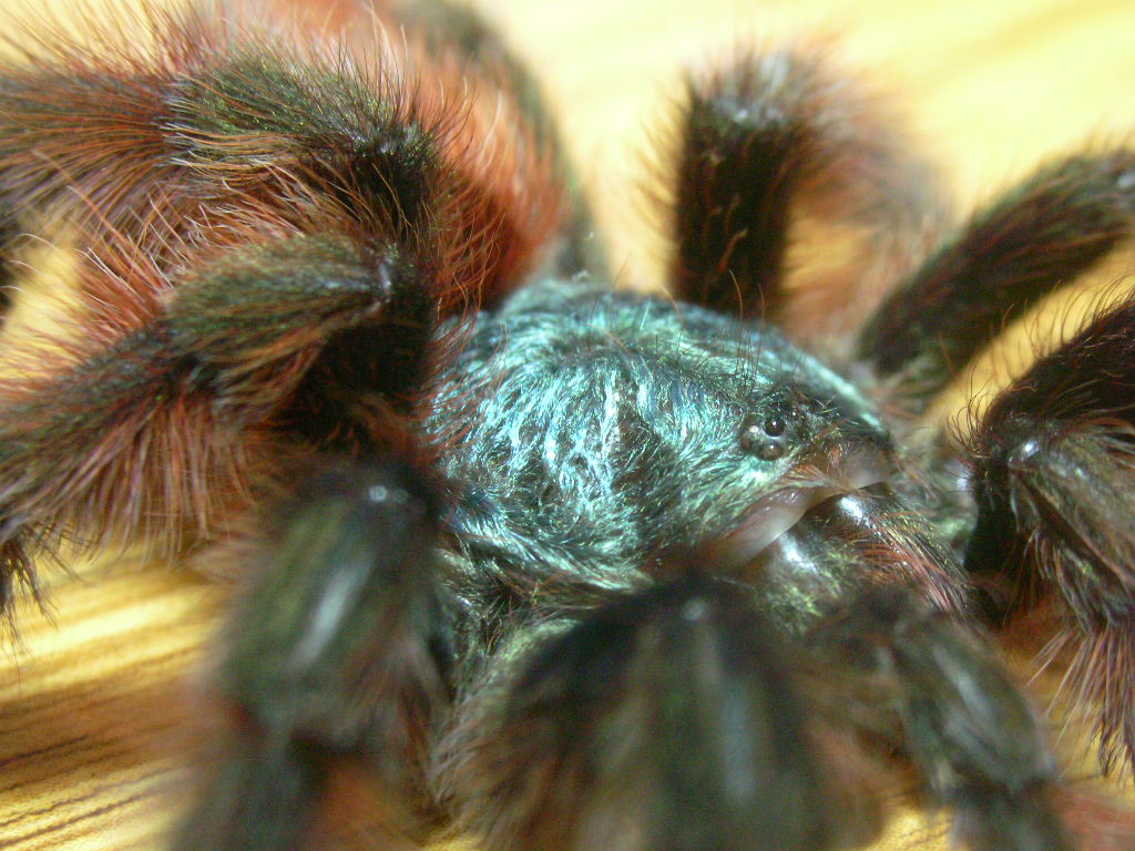 Avicularia versicolor