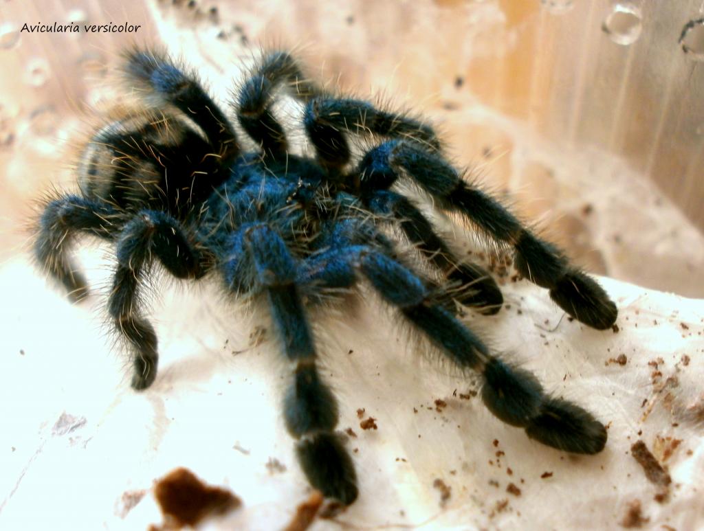 Avicularia versicolor