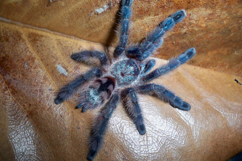 Avicularia versicolor