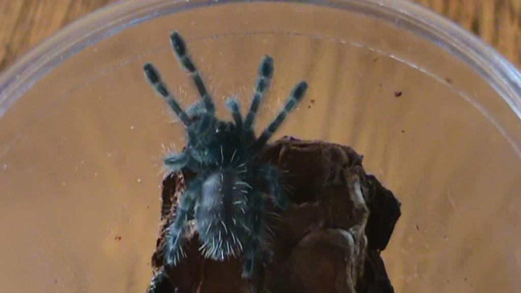 Avicularia Versicolor