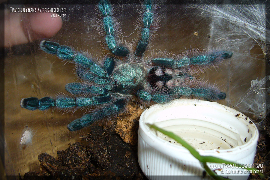 Avicularia versicolor