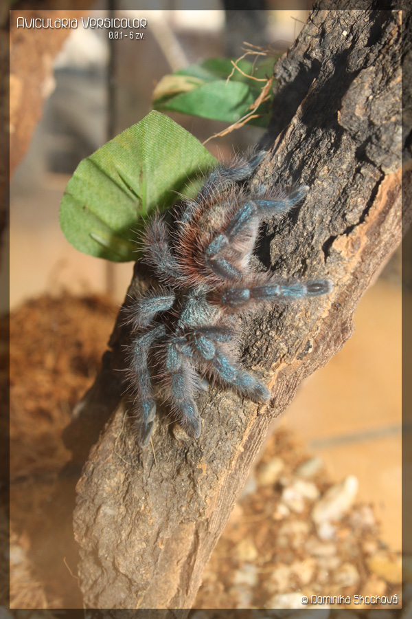 Avicularia versicolor