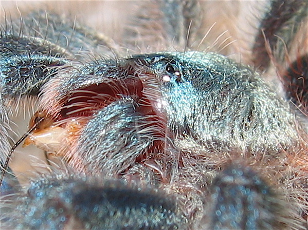 Avicularia versicolor