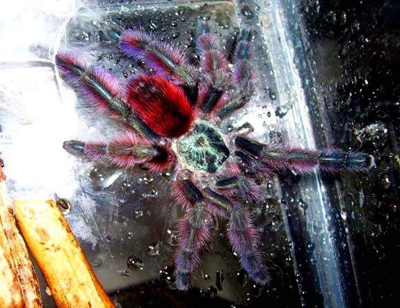 Avicularia versicolor