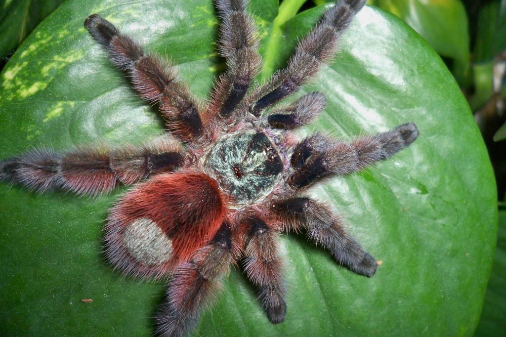 Avicularia versicolor