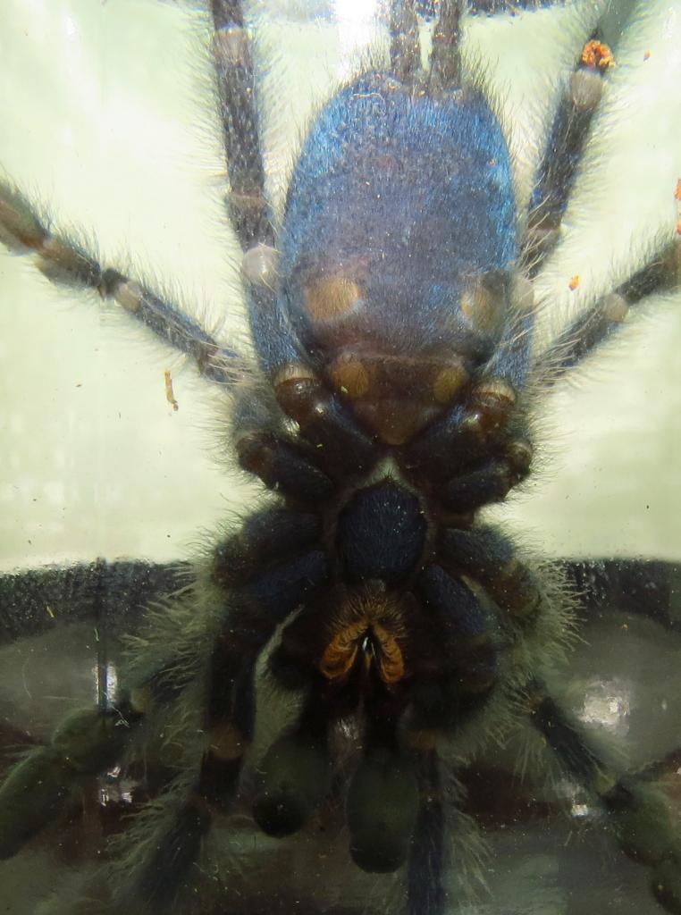 Avicularia versicolor