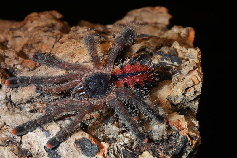 Avicularia versicolor