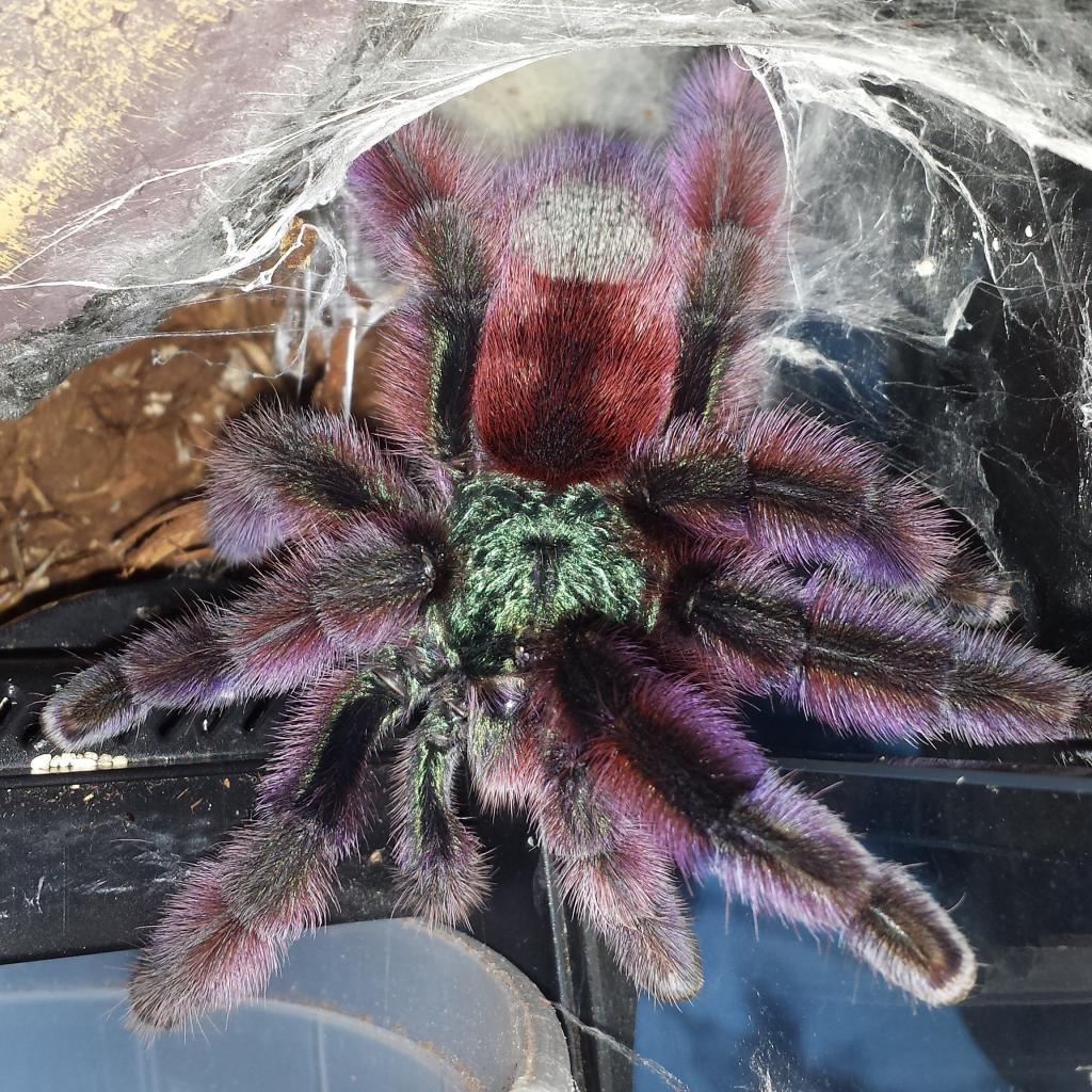 Avicularia versicolor