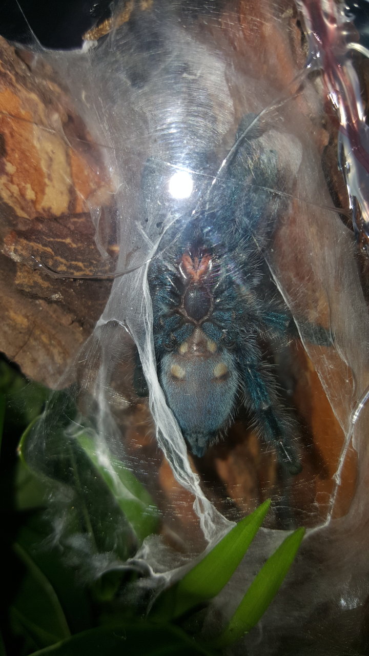 Avicularia Versicolor