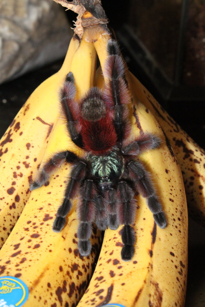 Avicularia Versicolor