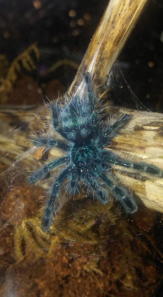 Avicularia versicolor