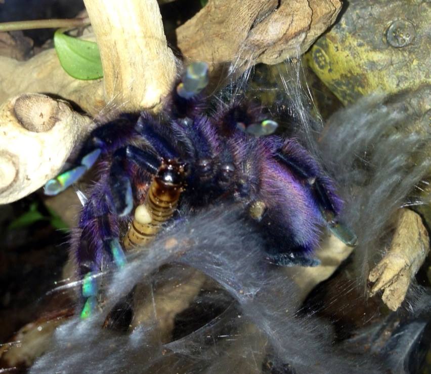 Avicularia versicolor