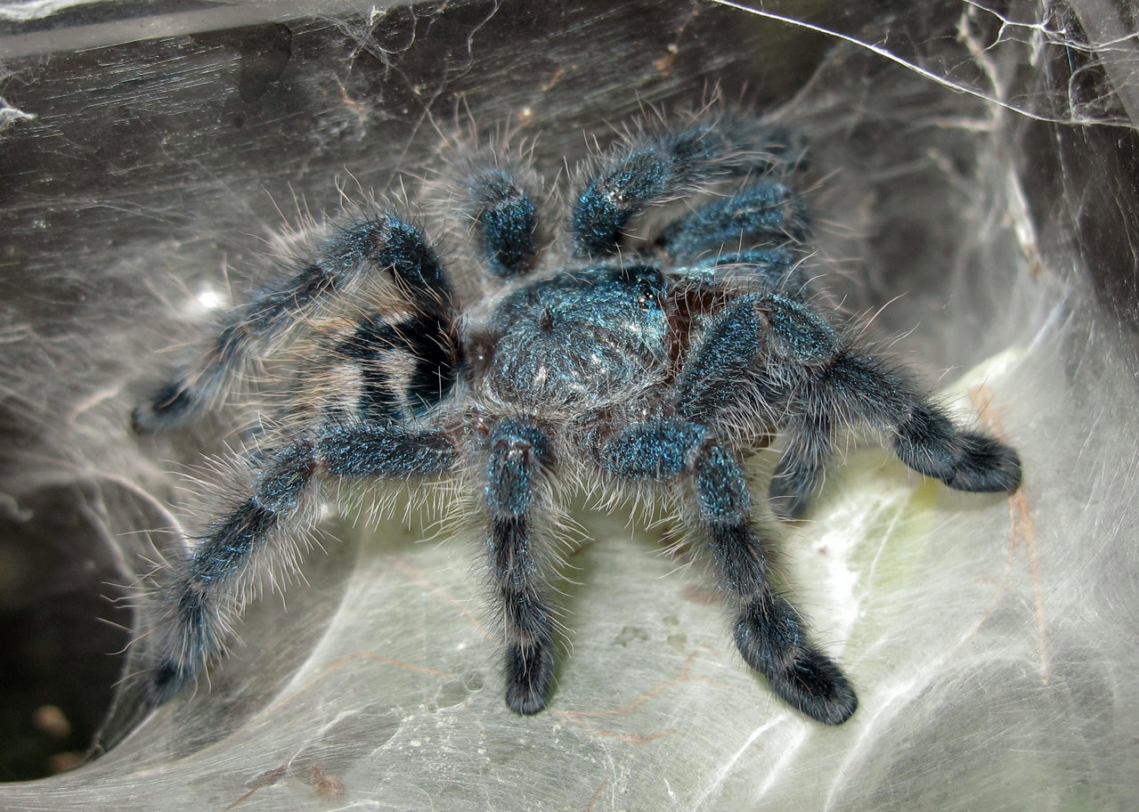 Avicularia versicolor