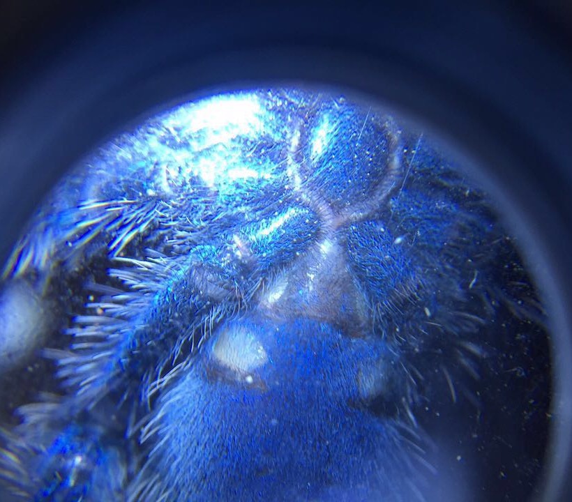 Avicularia versicolor