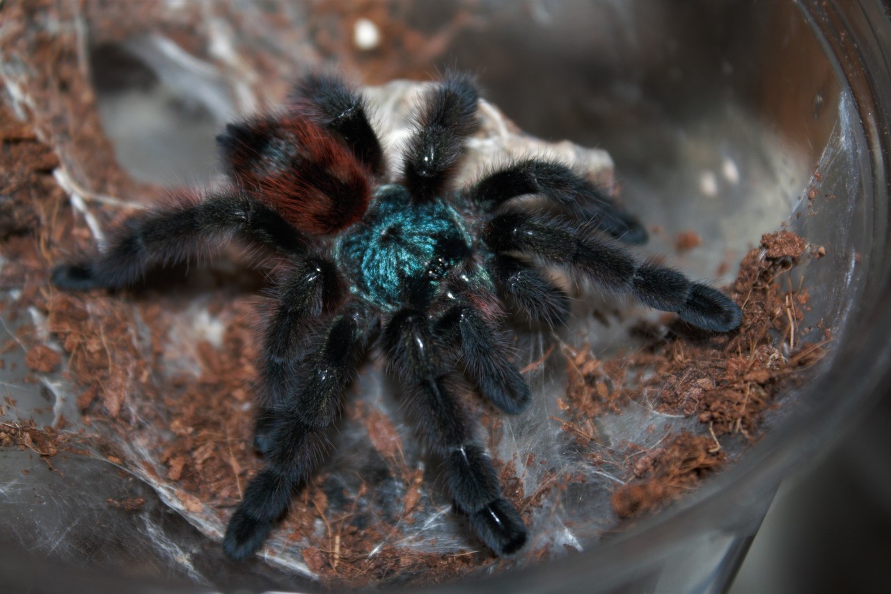 Avicularia versicolor