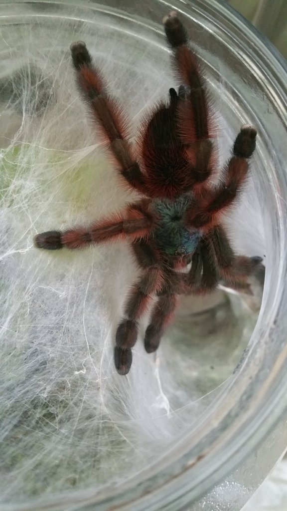 Avicularia versicolor