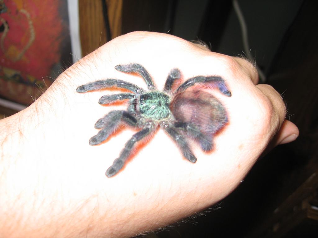 Avicularia Versicolor