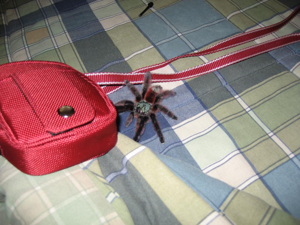 Avicularia Versicolor