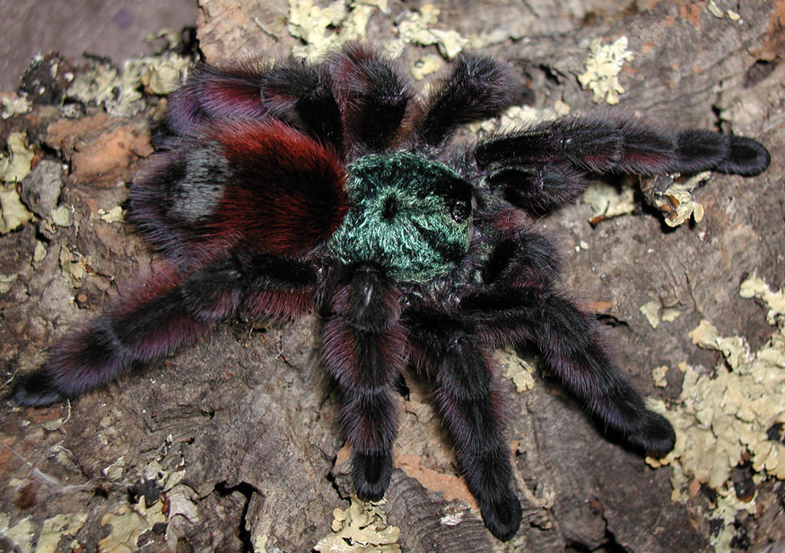 Avicularia versicolor