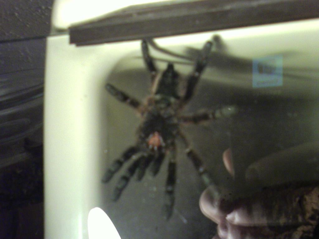 Avicularia versicolor