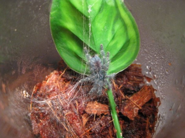 avicularia versicolor