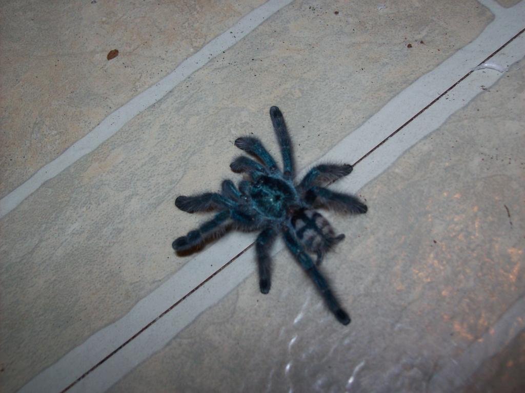Avicularia Versicolor