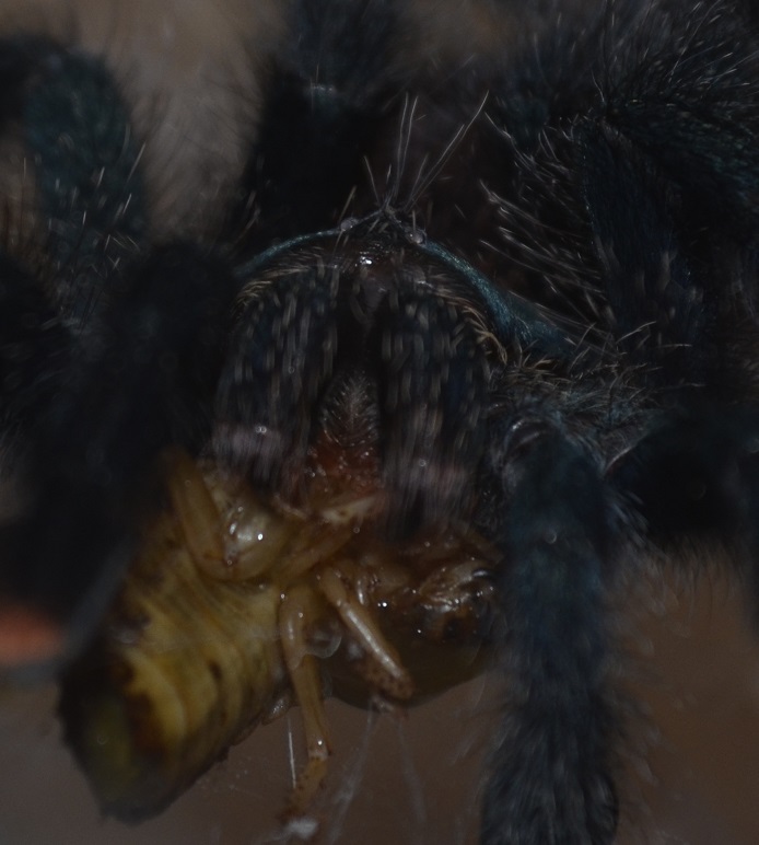 Avicularia - What are you looking at?!