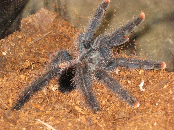 Avicularia What?