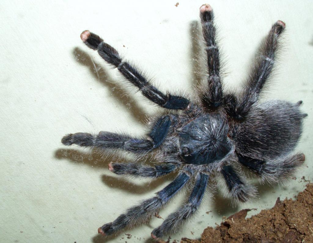 Avicularia